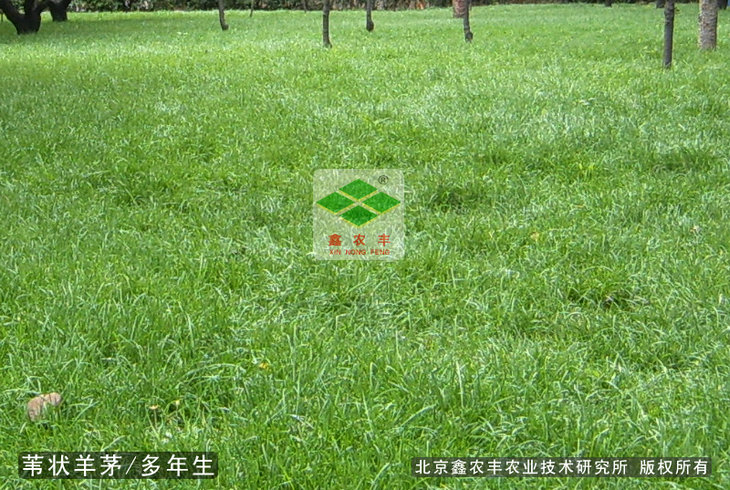 葦狀羊茅種子葦狀羊茅耐旱管理粗放